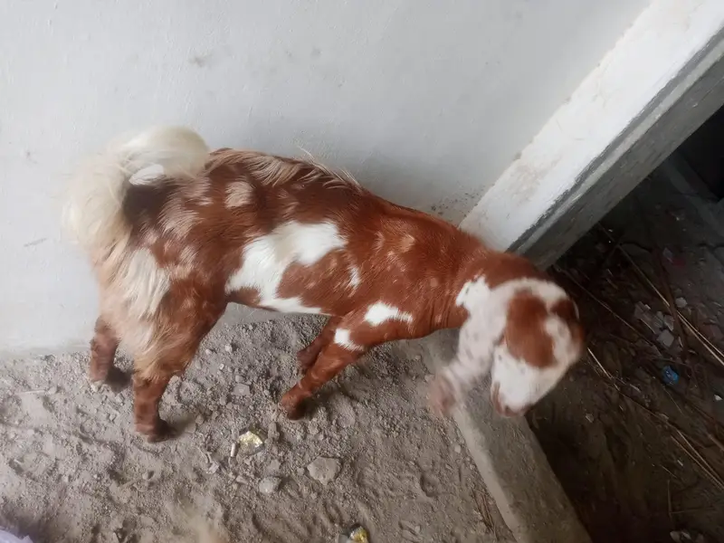 Masha Allah healthy Bakra for sale — photo 3