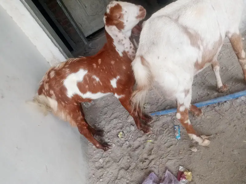 Masha Allah healthy Bakra for sale — photo 4