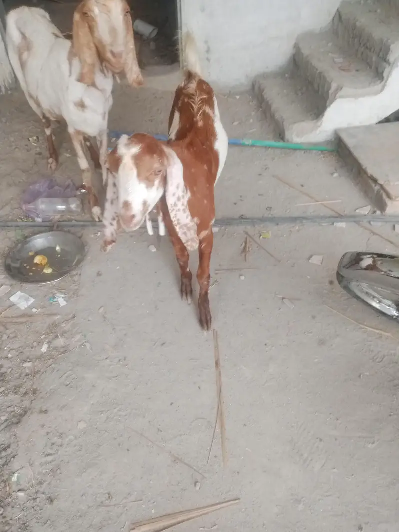 Masha Allah healthy Bakra for sale — photo 5