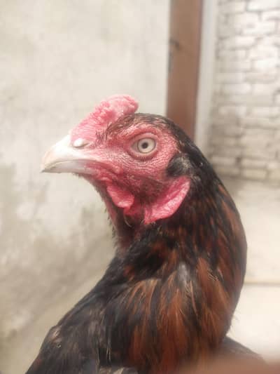 aseel pair for sale reza