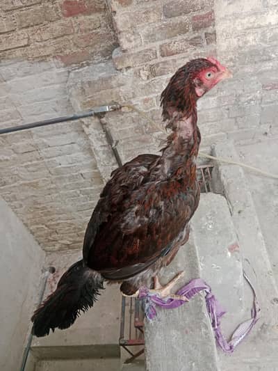 aseel maadi mianwali