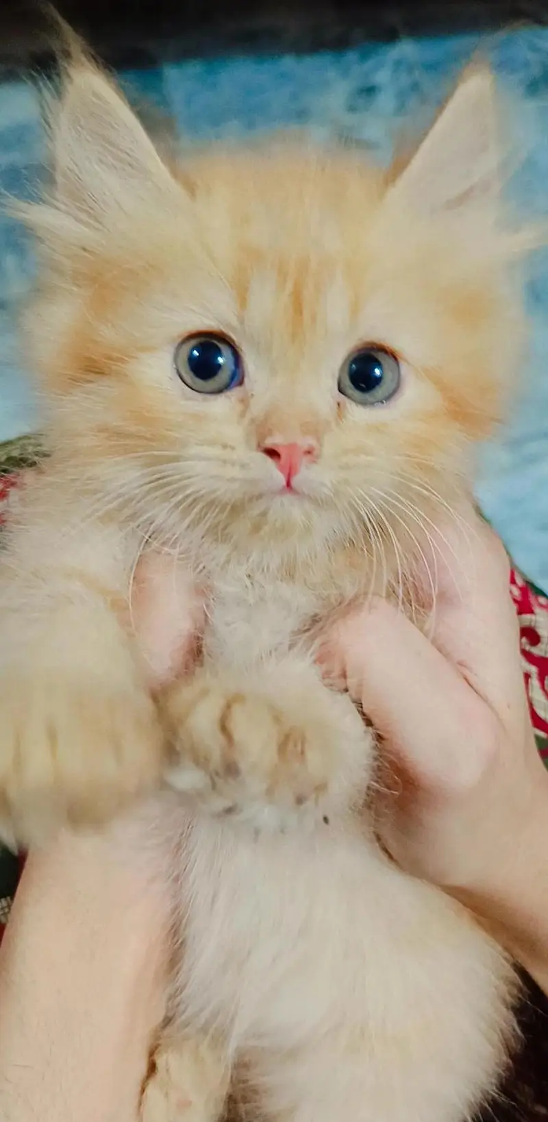 Persian Kittens For sale — photo 2