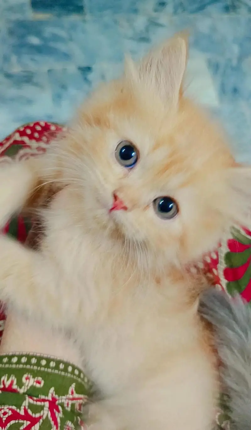 Persian Kittens For sale — photo 3
