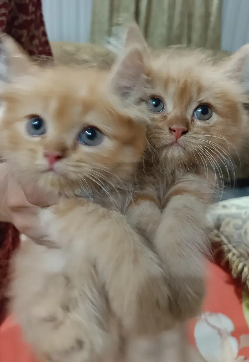 Persian Kittens For sale — photo 4