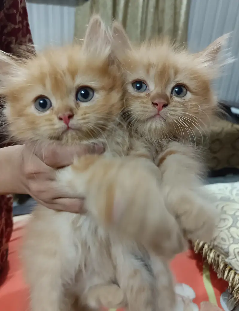 Persian Kittens For sale — photo 5
