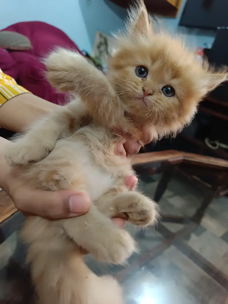 Persian Kittens For sale — photo 6
