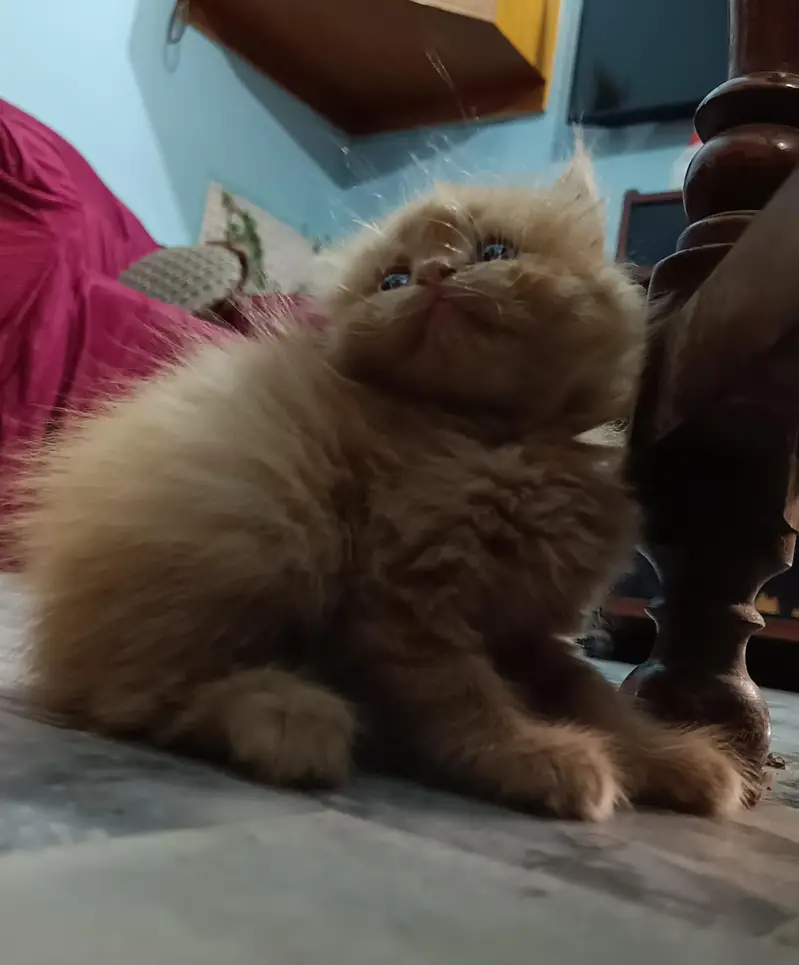 Persian Kittens For sale — photo 7