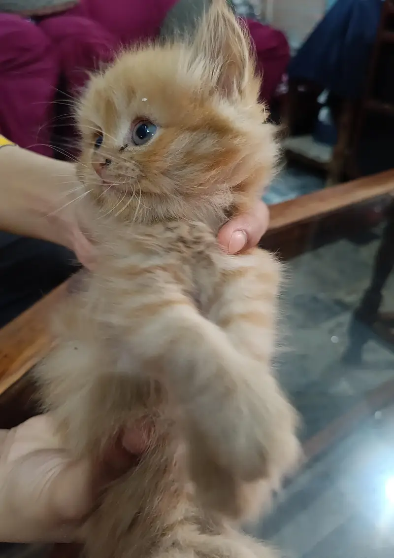 Persian Kittens For sale — photo 8