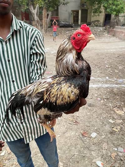 aseel murga for sale