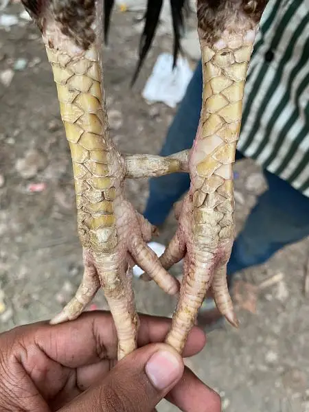 aseel murga for sale — photo 2