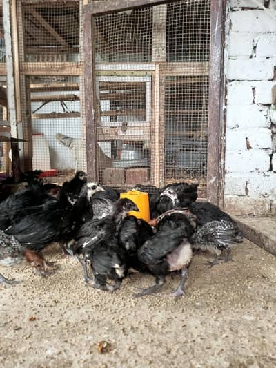 Australop and Feyoumi Chicks for sale