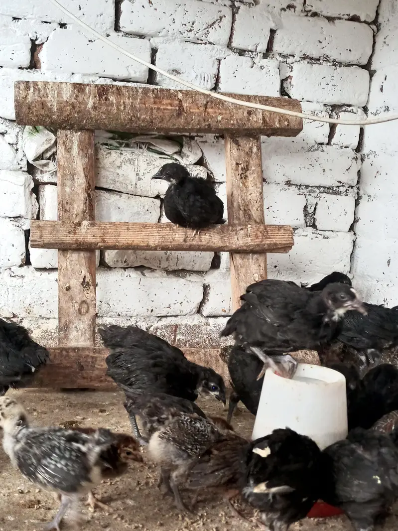 Australop and Feyoumi Chicks for sale — photo 2