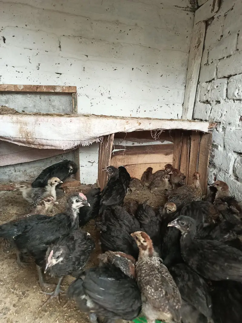 Australop and Feyoumi Chicks for sale — photo 3