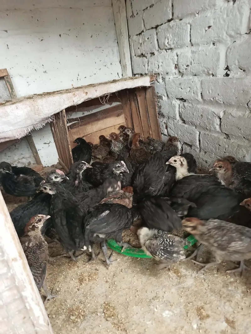 Australop and Feyoumi Chicks for sale — photo 4