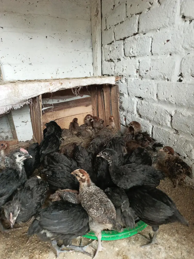 Australop and Feyoumi Chicks for sale — photo 5