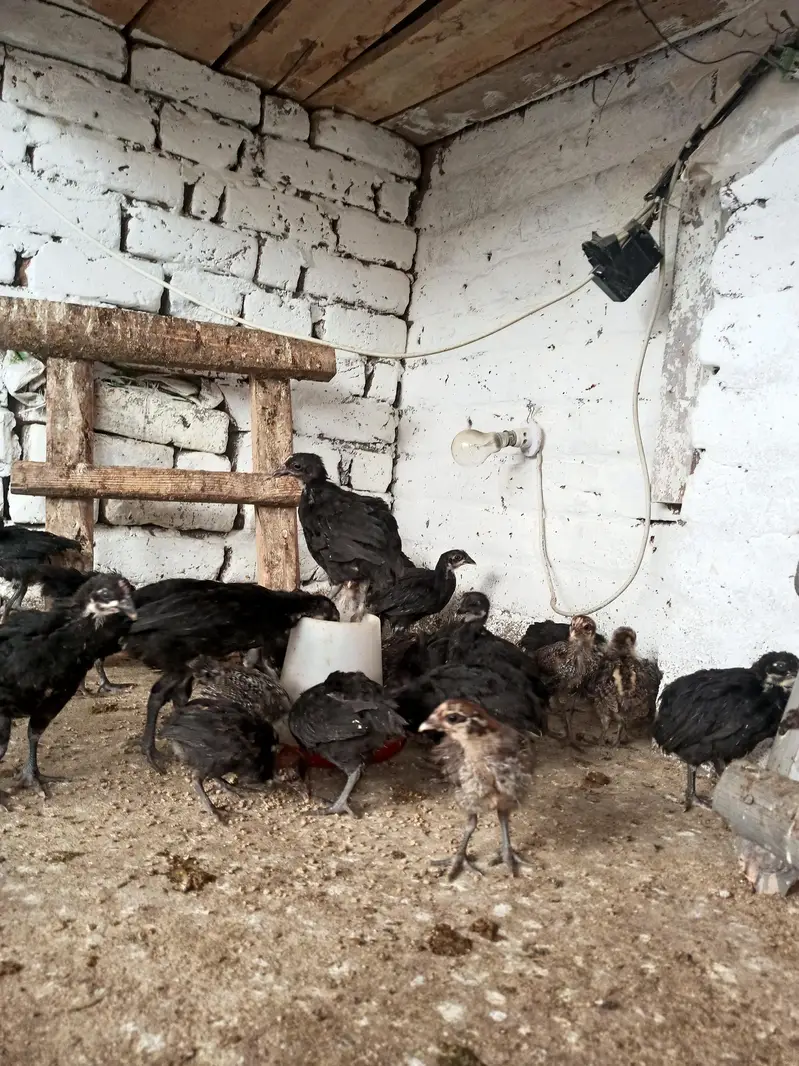 Australop and Feyoumi Chicks for sale — photo 6