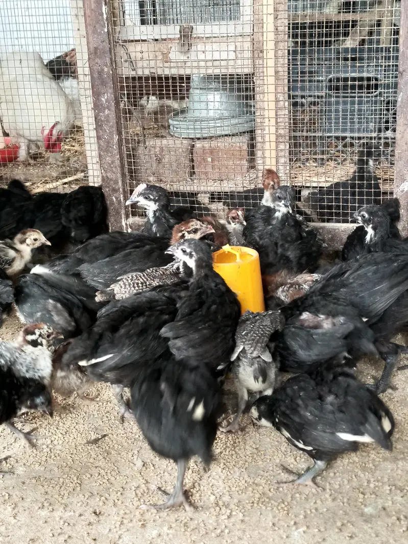 Australop and Feyoumi Chicks for sale — photo 7