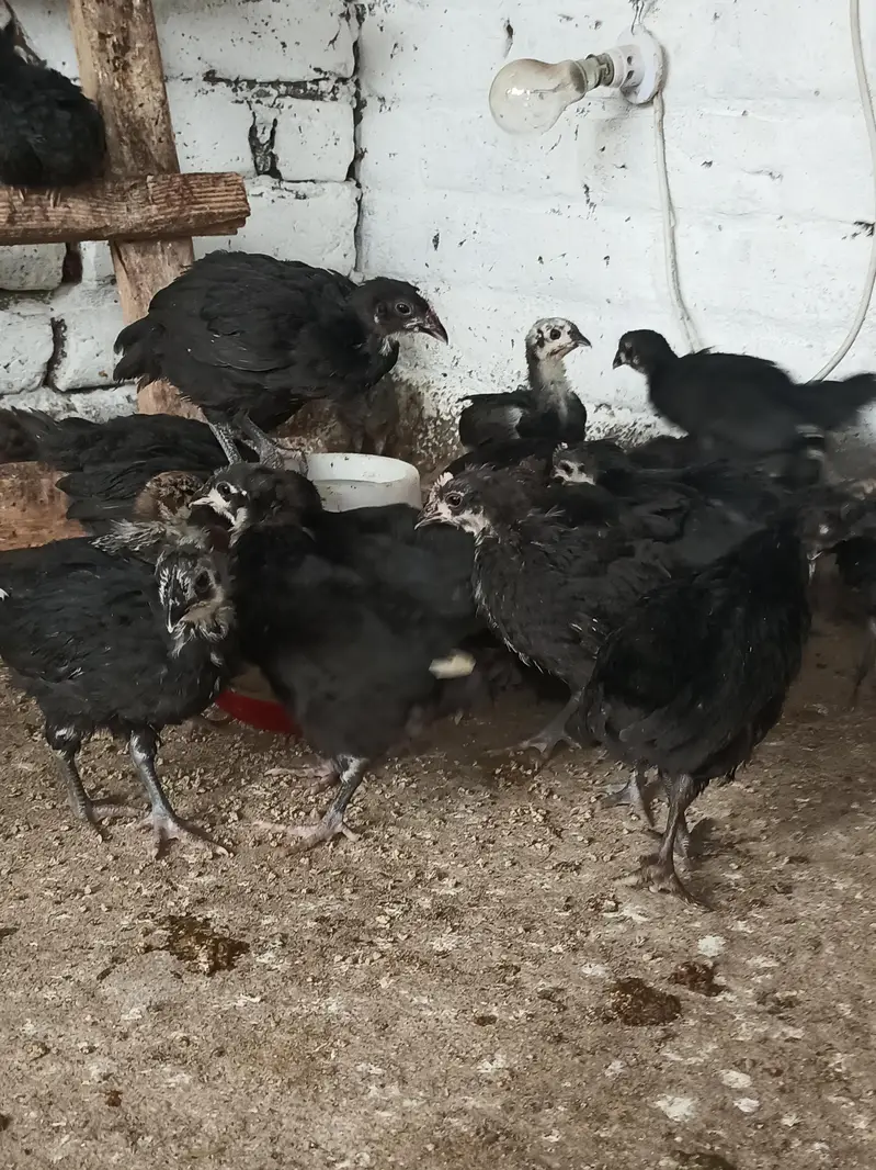 Australop and Feyoumi Chicks for sale — photo 8