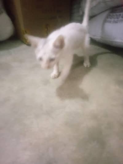 achi cat