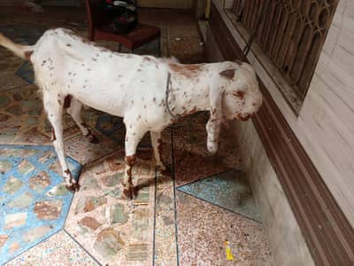 2 dant maki cheena Bakra