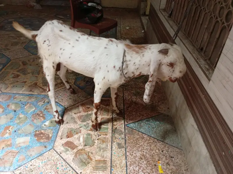 2 dant maki cheena Bakra — photo 3