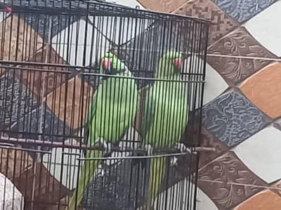Parrots