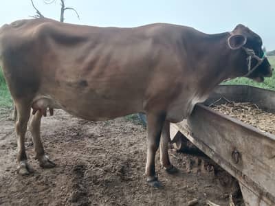 Jersey cross cow  |Jersey +Friesian gay | pragnent cow _pure