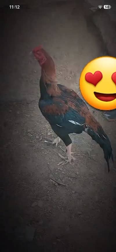 : 7 High-Quality Aseel Chicks (3 Months Old) - Pure Bloodline