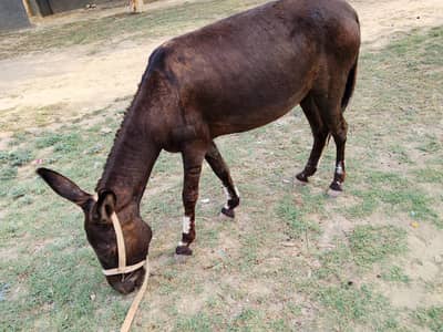 Donkey for sale