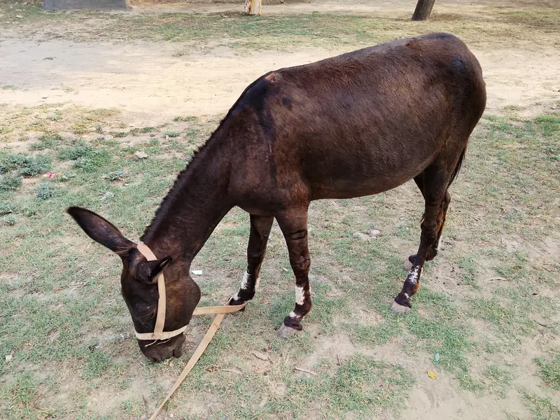 Donkey for sale — photo 2