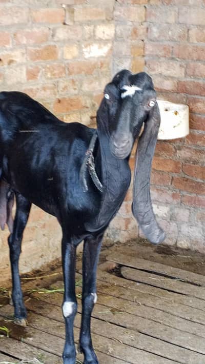 Ambarsari Beetal bakri pure Beetal 120k