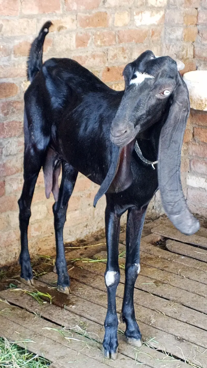 Ambarsari Beetal bakri pure Beetal 120k — photo 2