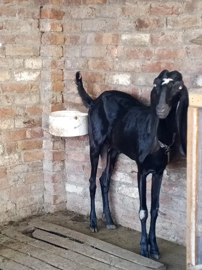 Ambarsari Beetal bakri pure Beetal 120k — photo 4