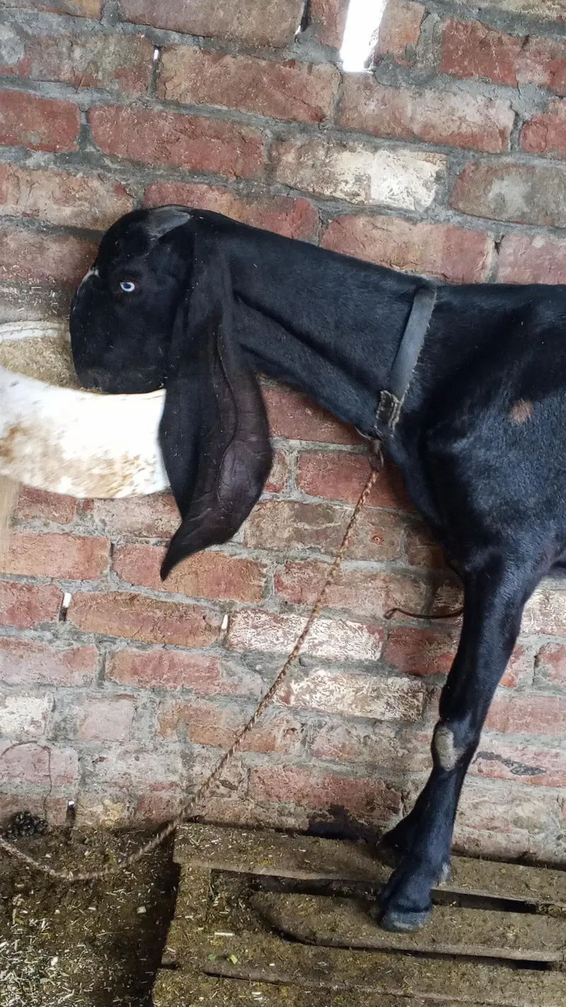 Ambarsari Beetal bakri pure Beetal 120k — photo 5