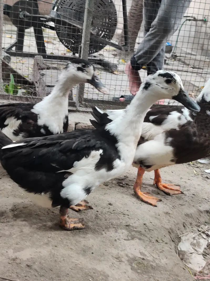 Ducks for sale