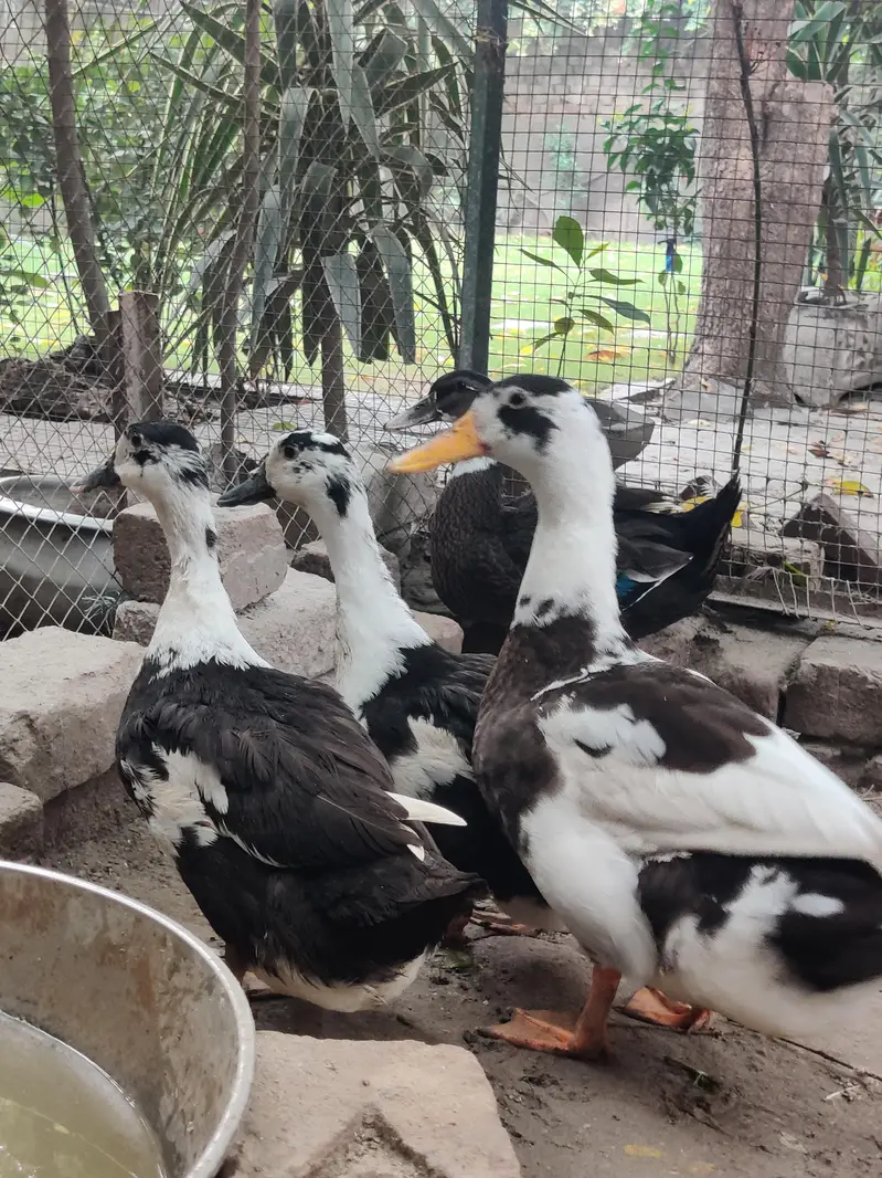 Ducks for sale — photo 3