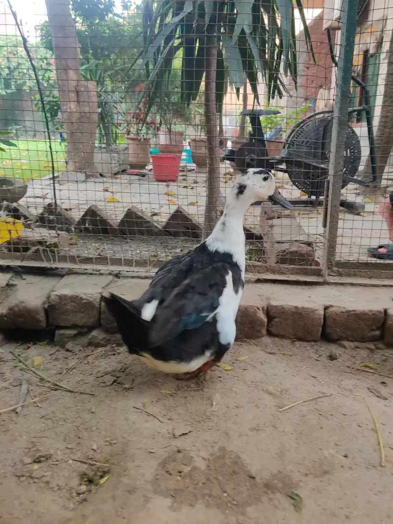 Ducks for sale — photo 4