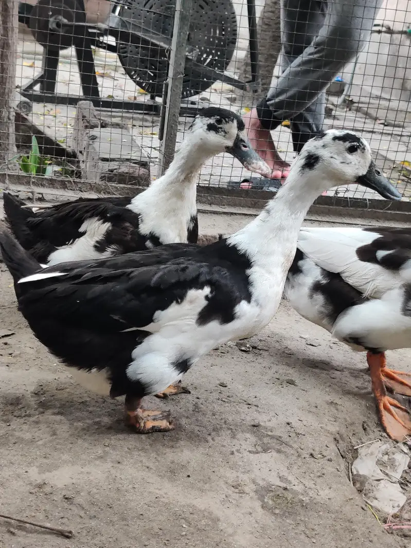 Ducks for sale — photo 5