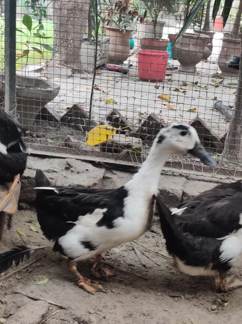 Ducks for sale — photo 6