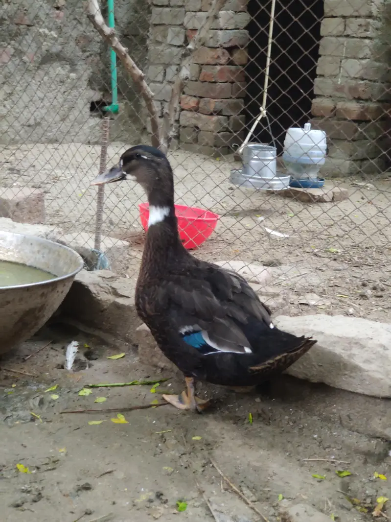 Ducks for sale — photo 7