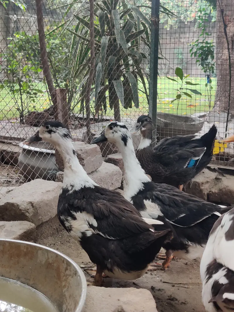 Ducks for sale — photo 8