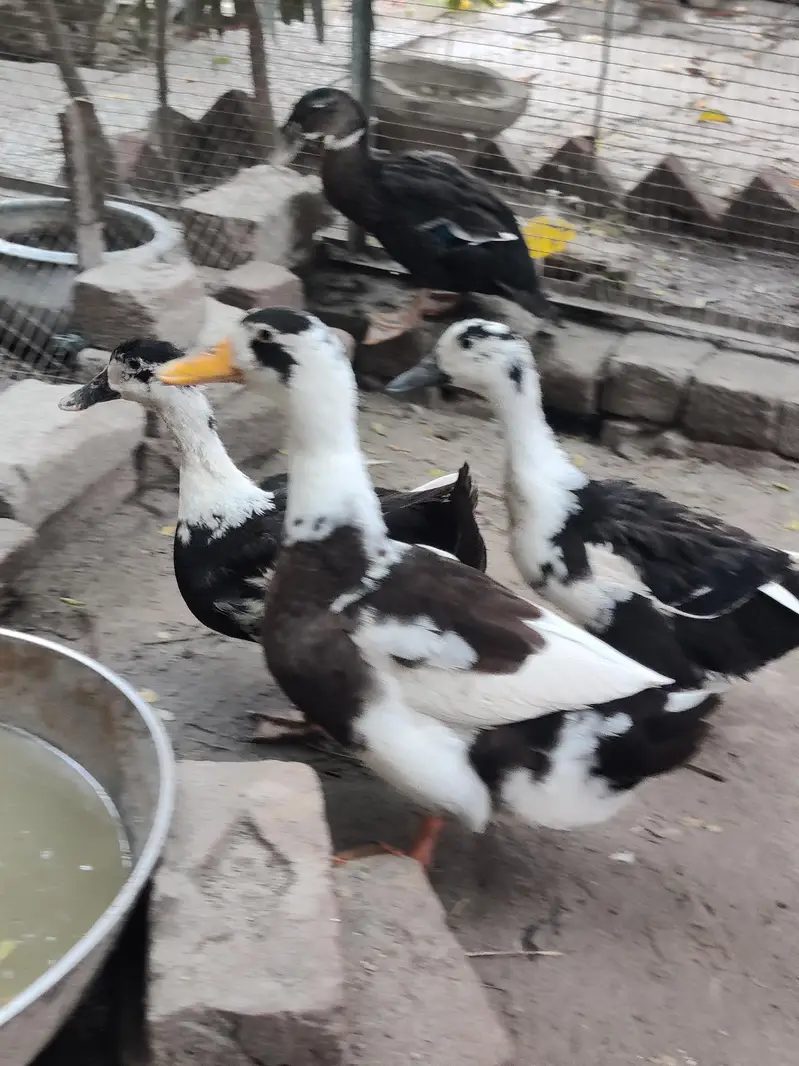 Ducks for sale — photo 9