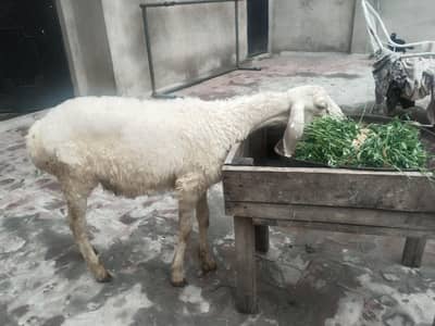 Dumba for sale