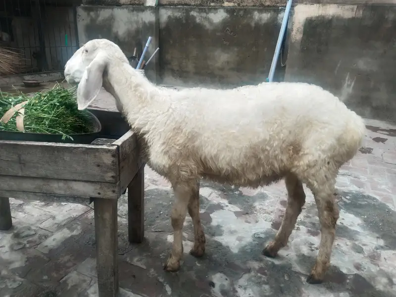 Dumba for sale — photo 2