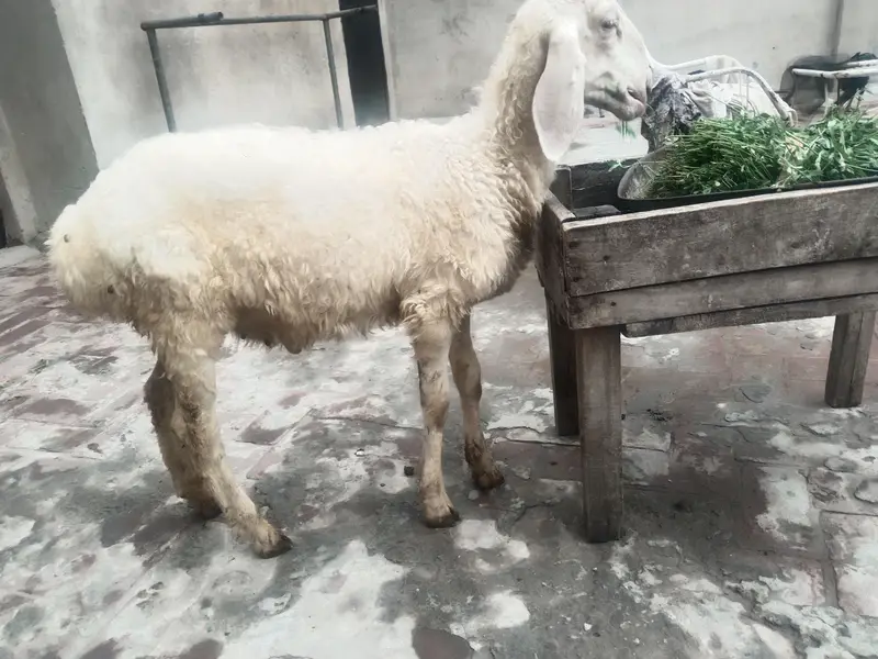 Dumba for sale — photo 3