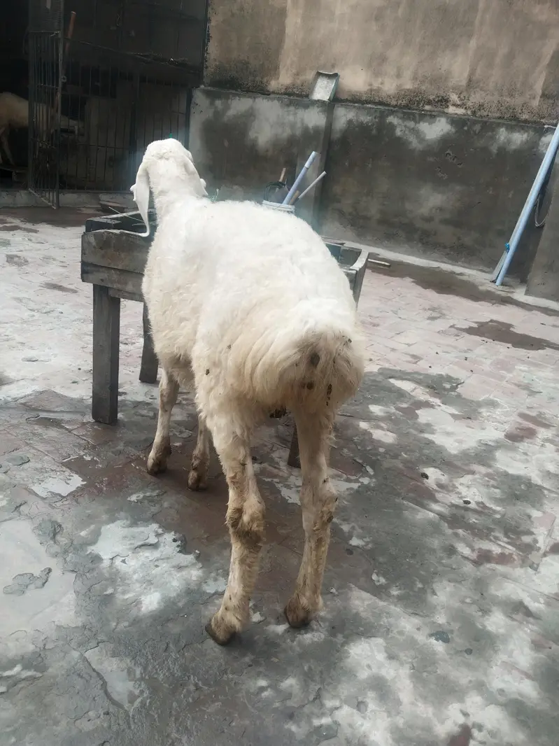 Dumba for sale — photo 4