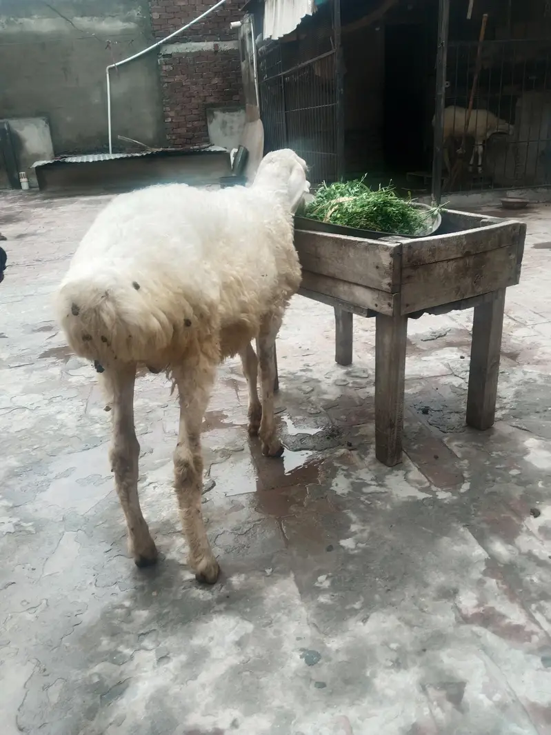 Dumba for sale — photo 5