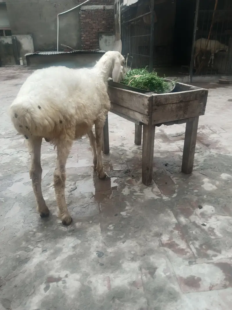 Dumba for sale — photo 6