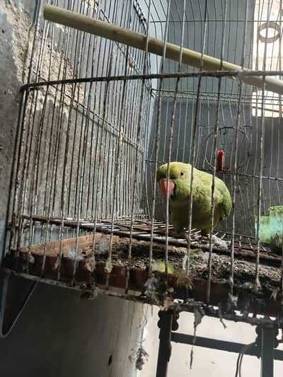 I'm selling a parrot male my WhatsApp number 03160010796