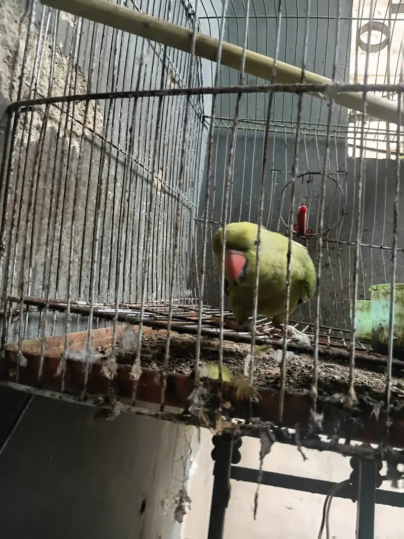I'm selling a parrot male my WhatsApp number 03160010796 — photo 2